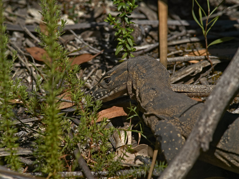 Kangaroo Island, Goanna